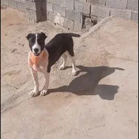 سگ سرابی دوماهه