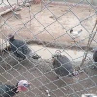 بوقلمون ماده هر کدام ۲/۵۰۰/۰۰۰