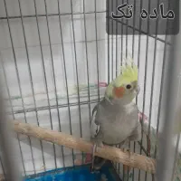 عروس هلندی سالم
