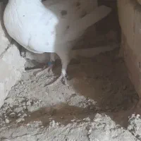 ۱۰تا کبوتر پرشی قریب