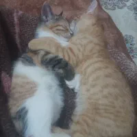 واگذاری بچه گربه رایگان|گربه|تربتحیدریه, بهزیستی|دیوار