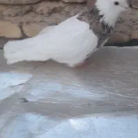 طوقی نر|پرنده|آباده, |دیوار