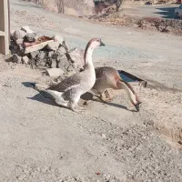 قو قاز غاز محلی اصل