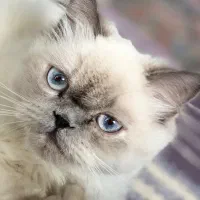 پرشین هیمالیا