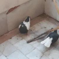 کفتر دم سیاه سینه ای|پرنده|قم, مسجد امام حسن|دیوار