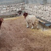 میش وبره|حیوانات مزرعه|سیوان, |دیوار