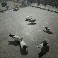 کفتر|پرنده|تهران, افسریه جنوبی|دیوار