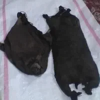 هیز جاروغن جمجور