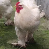 مرغ وخروس برهما|حیوانات مزرعه|رانکوه, |دیوار