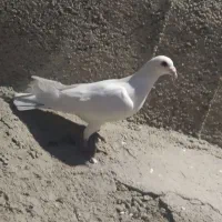 کفتر قریب|پرنده|گرمخان, |دیوار