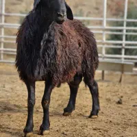 گوسفند قصاب قصاب