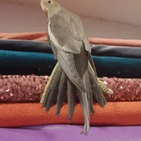 طوطی عروس باقفس|پرنده|رشت, سعدی (تختی)|دیوار