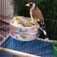 سهره گل تیپ دار