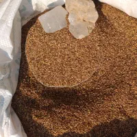 کنجد تازه بوجاری شده|خوردنی و آشامیدنی|وحدتیه, |دیوار