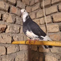 2عدد کبوتر تضمینی نر و ماده