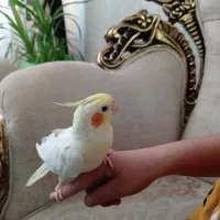 یک جفت عروس هلندی نر و ماده