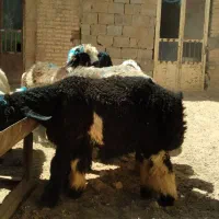 فروش انواع بره