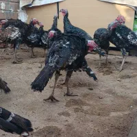 بوقلمون|حیوانات مزرعه|تهران, مشیریه|دیوار