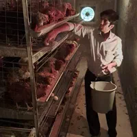 تخم مرغ بومی اصل گلپایگان|خوردنی و آشامیدنی|اصفهان, لاله|دیوار