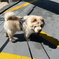 واگذاری سگ چاوچاو