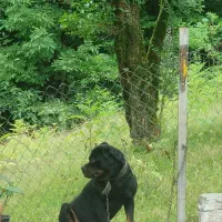 پیدا کردن جفت|سگ|چالوس, |دیوار