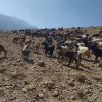 بز همه جوان جنس خوب دورگ فروشی|حیوانات مزرعه|فیروزکوه, |دیوار