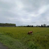 فروش-1500-متر-زمین-مسکونی-رشت-فومن-پسیخان