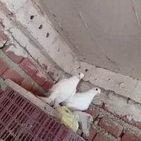 .قرمز گوز