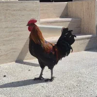جوجه خروس محلی اصل به شرط|حیوانات مزرعه|شیراز, تاچارا|دیوار