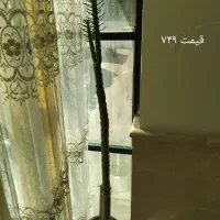 ۳‌تا‌گل‌طبیعی‌ب‌فروش‌میرسد|گل و گیاه طبیعی|سلماس, |دیوار