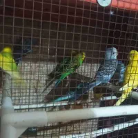 فروش مرغ عشق