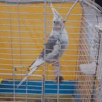 عروس هلندی ماده است