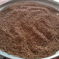 سماق اصل سردشت