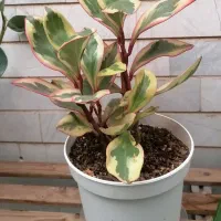 گیاه|گل و گیاه طبیعی|میبد, |دیوار