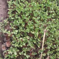 فروش بذر هندوانه دراگون و سفید بسیار عالی