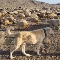 توله ۱۵ ماه گلگی