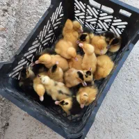 گالری از مرغ خروس جوجه محلی|حیوانات مزرعه|بهبهان, |دیوار