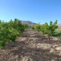 باغ با درختان جوان وسرحال