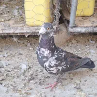 کفتردگلی بزک