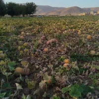 کدو|خوردنی و آشامیدنی|نهاوند, |دیوار