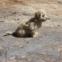 سگ نره خانگی