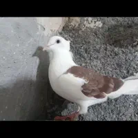 پرنده|پرنده|خرمآباد, |دیوار