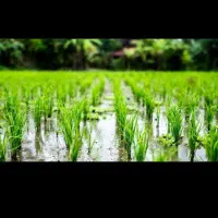 فروش زمین برنج کاری|فروش زمین و ملک کلنگی|چیتاب, |دیوار