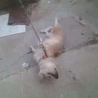 فروش یه عدد سگ خونگی فهمیده|سگ|اهواز, فاز ۲ پادادشهر|دیوار