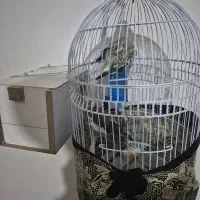 ۲ عدد عروس هلندی نر وماده اماده تخم گزاری|پرنده|مشهد, شهید فرامرز عباسی|دیوار