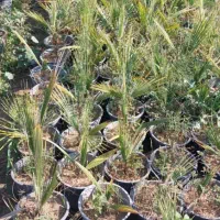 شب بو آلوورا پالم|گل و گیاه طبیعی|دزفول, |دیوار