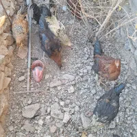 خروس محلی اصل تاج کوچیک|حیوانات مزرعه|شوسف, |دیوار