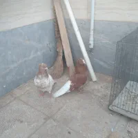 کبوتر