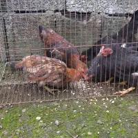 مرغ خروس بالغ ، جوجه ۵ ماهه جاپنیز پاکوتاه