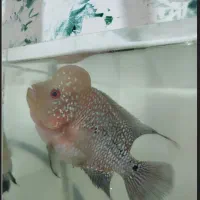 ماهی فلاور هورن